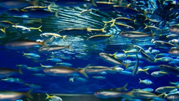 アクアワールド茨城県大洗水族館に投稿された画像（2024/11/13）