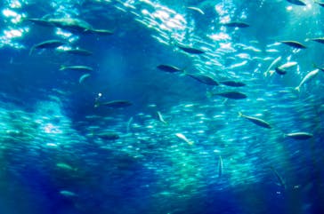 アクアワールド茨城県大洗水族館に投稿された画像（2024/11/13）