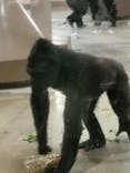 名古屋市東山動植物園に投稿された画像（2024/11/13）
