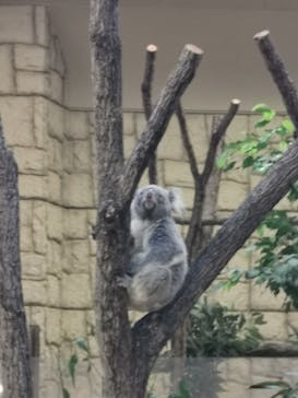 名古屋市東山動植物園に投稿された画像（2024/11/13）