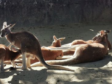 名古屋市東山動植物園に投稿された画像（2024/11/13）