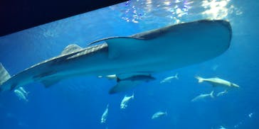 沖縄美ら海水族館に投稿された画像（2024/11/13）