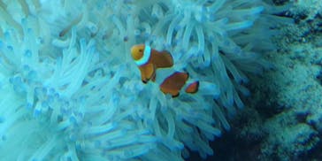 沖縄美ら海水族館に投稿された画像（2024/11/13）