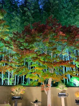 国営昭和記念公園 秋の夜散歩に投稿された画像（2024/11/13）