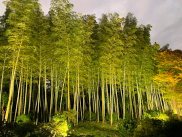 国営昭和記念公園 秋の夜散歩に投稿された画像（2024/11/13）