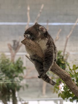 淡路ファームパーク イングランドの丘に投稿された画像（2024/11/14）