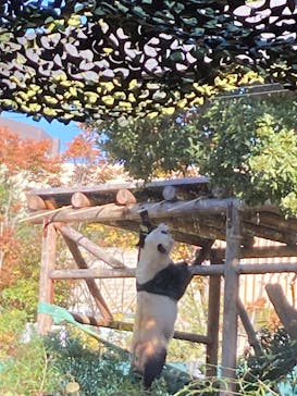 恩賜上野動物園に投稿された画像（2024/11/14）