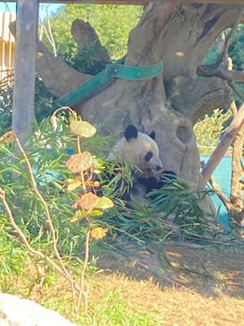 恩賜上野動物園に投稿された画像（2024/11/14）