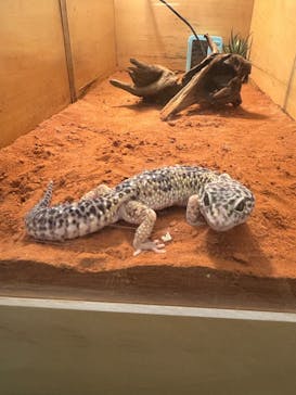 Moff アニマル カフェ イーアス 高尾店に投稿された画像（2024/11/13）