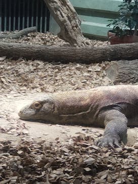 名古屋市東山動植物園に投稿された画像（2024/11/14）