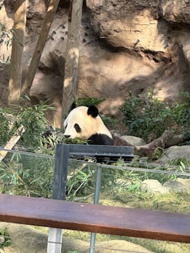 恩賜上野動物園に投稿された画像（2024/11/14）