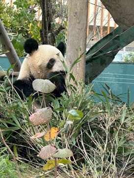 恩賜上野動物園に投稿された画像（2024/11/14）