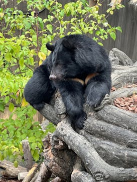 恩賜上野動物園に投稿された画像（2024/11/14）