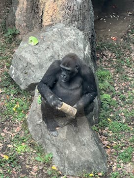 恩賜上野動物園に投稿された画像（2024/11/14）
