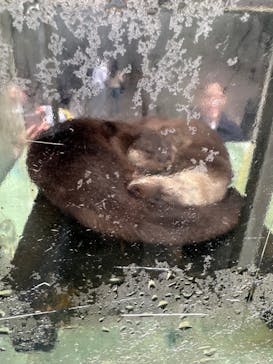 恩賜上野動物園に投稿された画像（2024/11/14）