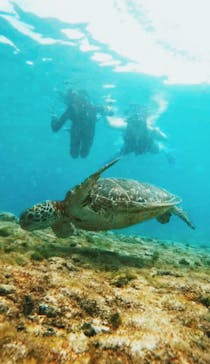 オースリーシュノーケル宮古島に投稿された画像（2024/11/14）