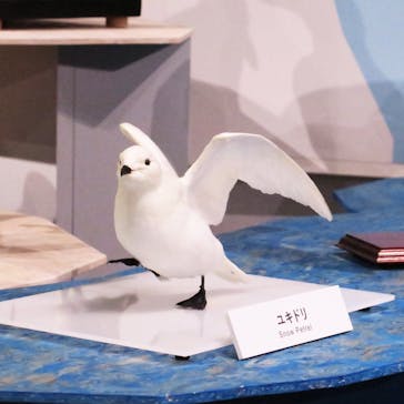 特別展「鳥 ～ゲノム解析が解き明かす新しい鳥類の系統～」国立科学博物館に投稿された画像（2024/11/14）