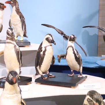 特別展「鳥 ～ゲノム解析が解き明かす新しい鳥類の系統～」国立科学博物館に投稿された画像（2024/11/14）