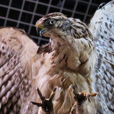 特別展「鳥 ～ゲノム解析が解き明かす新しい鳥類の系統～」国立科学博物館に投稿された画像（2024/11/14）
