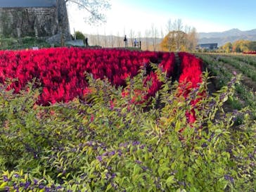 牧歌の里に投稿された画像（2024/11/14）