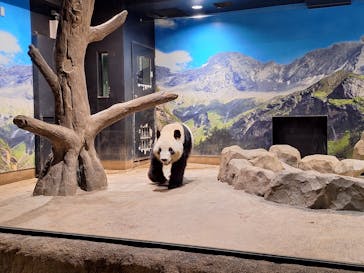 恩賜上野動物園に投稿された画像（2024/11/14）