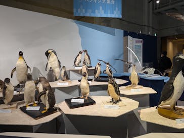 特別展「鳥 ～ゲノム解析が解き明かす新しい鳥類の系統～」国立科学博物館に投稿された画像（2024/11/14）