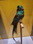 特別展「鳥 ～ゲノム解析が解き明かす新しい鳥類の系統～」国立科学博物館に投稿された画像（2024/11/14）