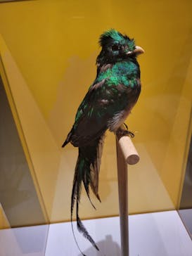 特別展「鳥 ～ゲノム解析が解き明かす新しい鳥類の系統～」国立科学博物館に投稿された画像（2024/11/14）