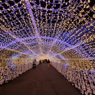 東京メガイルミに投稿された画像（2024/11/14）