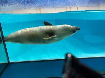下田海中水族館に投稿された画像（2024/11/14）