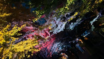 国営昭和記念公園 秋の夜散歩に投稿された画像（2024/11/14）