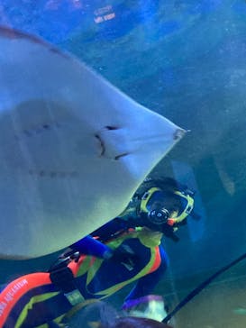 しながわ水族館に投稿された画像（2024/11/14）