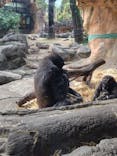 恩賜上野動物園に投稿された画像（2024/11/14）