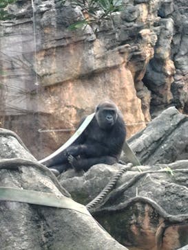 恩賜上野動物園に投稿された画像（2024/11/14）