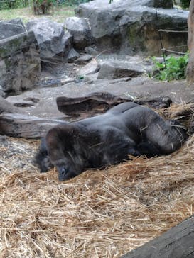 恩賜上野動物園に投稿された画像（2024/11/14）