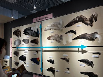 特別展「鳥 ～ゲノム解析が解き明かす新しい鳥類の系統～」国立科学博物館に投稿された画像（2024/11/14）