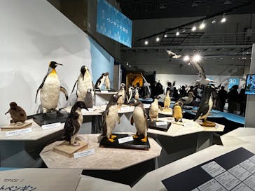 特別展「鳥 ～ゲノム解析が解き明かす新しい鳥類の系統～」国立科学博物館に投稿された画像（2024/11/14）
