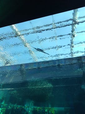 環境水族館アクアマリンふくしまに投稿された画像（2024/11/14）