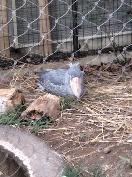 恩賜上野動物園に投稿された画像（2024/11/14）