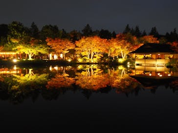 国営昭和記念公園 秋の夜散歩に投稿された画像（2024/11/14）