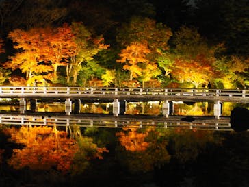 国営昭和記念公園 秋の夜散歩に投稿された画像（2024/11/14）