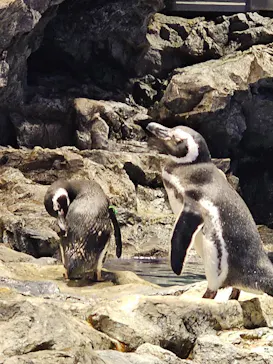 すみだ水族館に投稿された画像（2024/11/14）