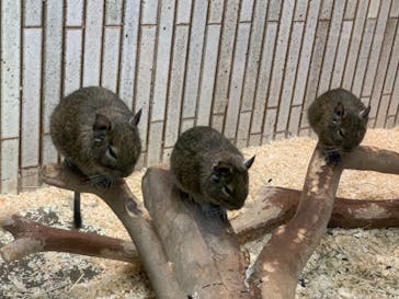 恩賜上野動物園に投稿された画像（2024/11/14）