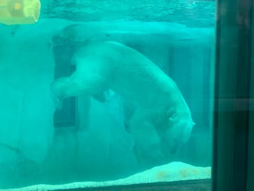 恩賜上野動物園に投稿された画像（2024/11/14）