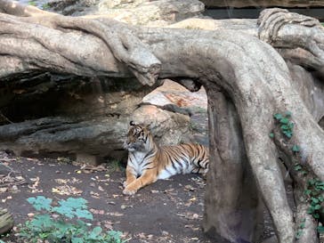 恩賜上野動物園に投稿された画像（2024/11/14）