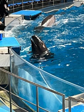 マクセル アクアパーク品川に投稿された画像（2024/11/14）