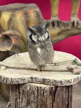 アニタッチ 東京ドームシティに投稿された画像（2024/11/14）