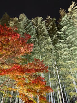 国営昭和記念公園 秋の夜散歩に投稿された画像（2024/11/14）