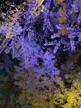 国営昭和記念公園 秋の夜散歩に投稿された画像（2024/11/14）