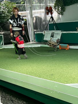 おさるランド＆アニタウン　日光さる軍団劇場に投稿された画像（2024/11/14）